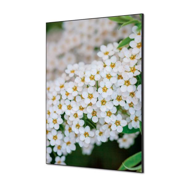 Textilní dekorace na zeď A1 Bílé květiny Spirea