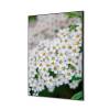 Textilní dekorace na zeď A1 Bílé květiny Spirea - 1