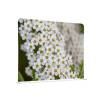 Potištěná látková dělící stěna Basic White Flower Spirea - 0